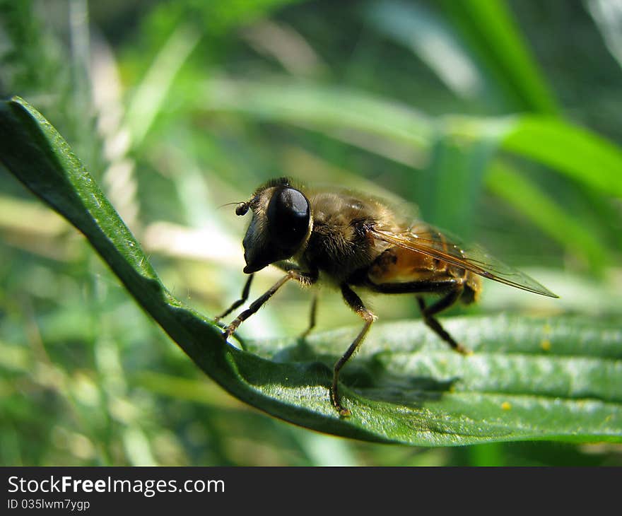 Fly on a green background of foliage