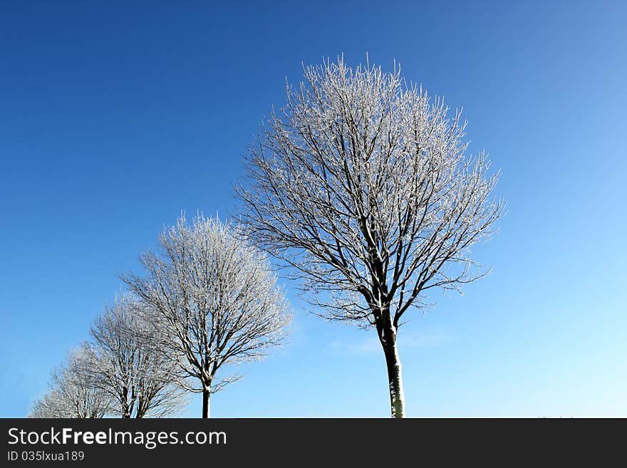 Winter trees