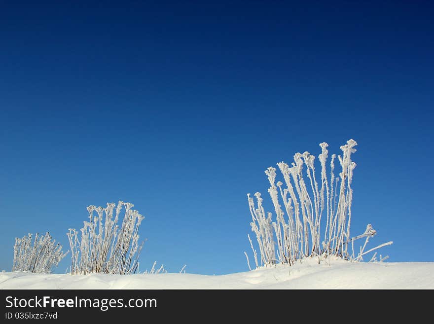 Frozen shrub on a sunny winter day