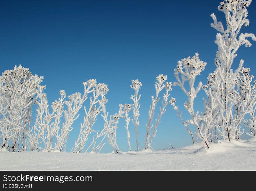 Frozen shrub on a sunny winter day