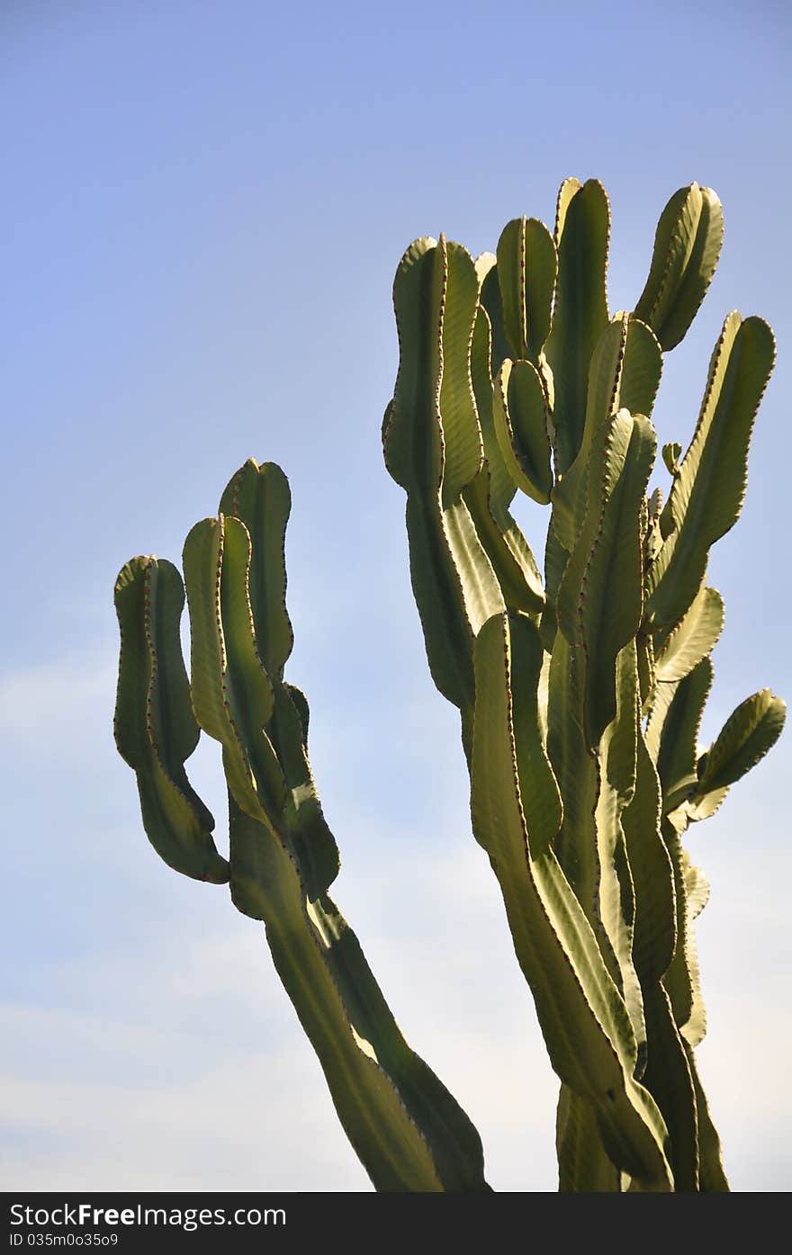 Succulent plant in a garden in south of Italy. Succulent plant in a garden in south of Italy