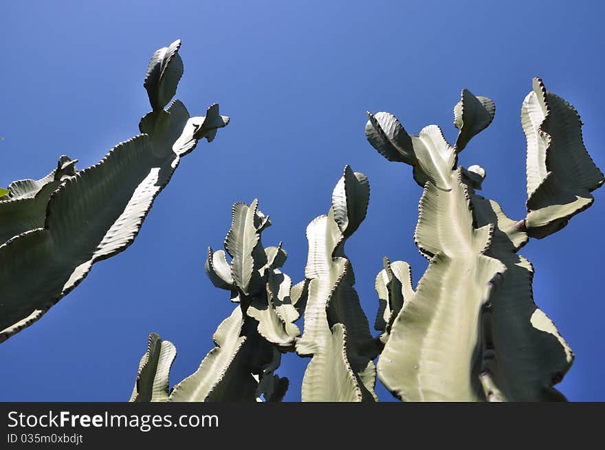 Succulent plant in a garden in south of Italy. Succulent plant in a garden in south of Italy