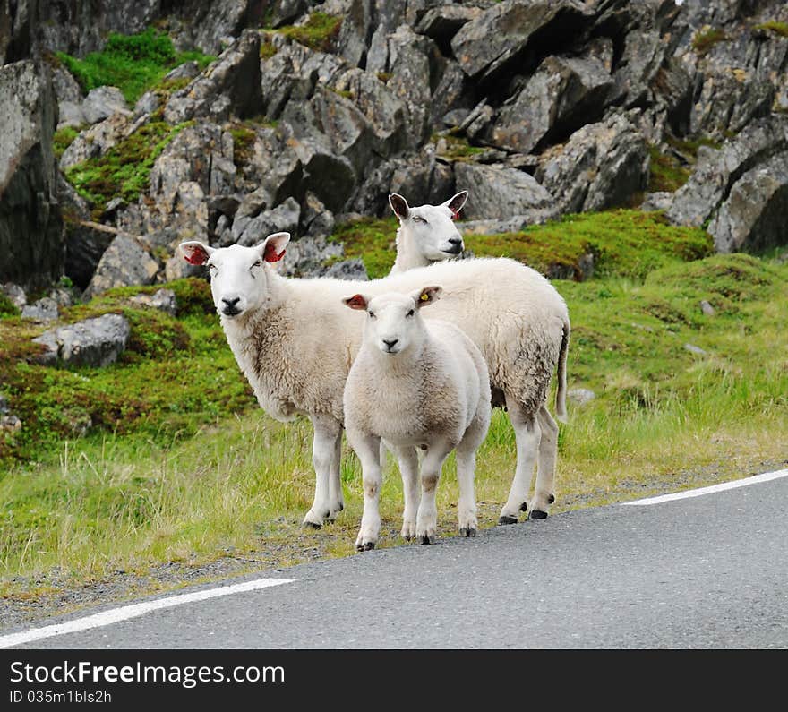 A few alerted sheep are standing between the asphalt road and moss-grown rocks. A few alerted sheep are standing between the asphalt road and moss-grown rocks.