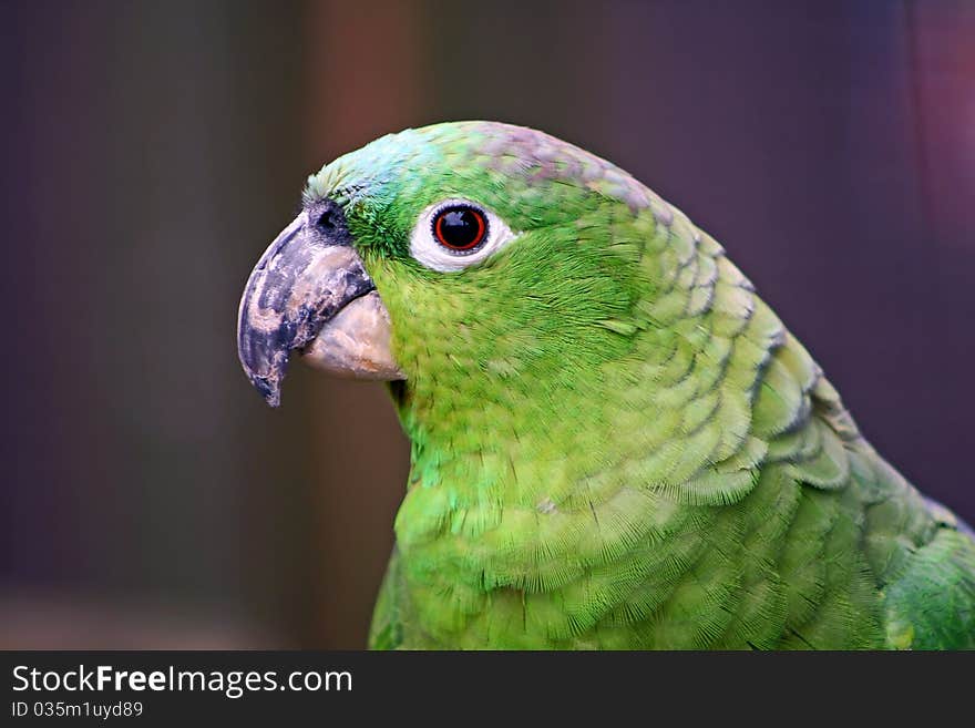 Green Cockatiel Head