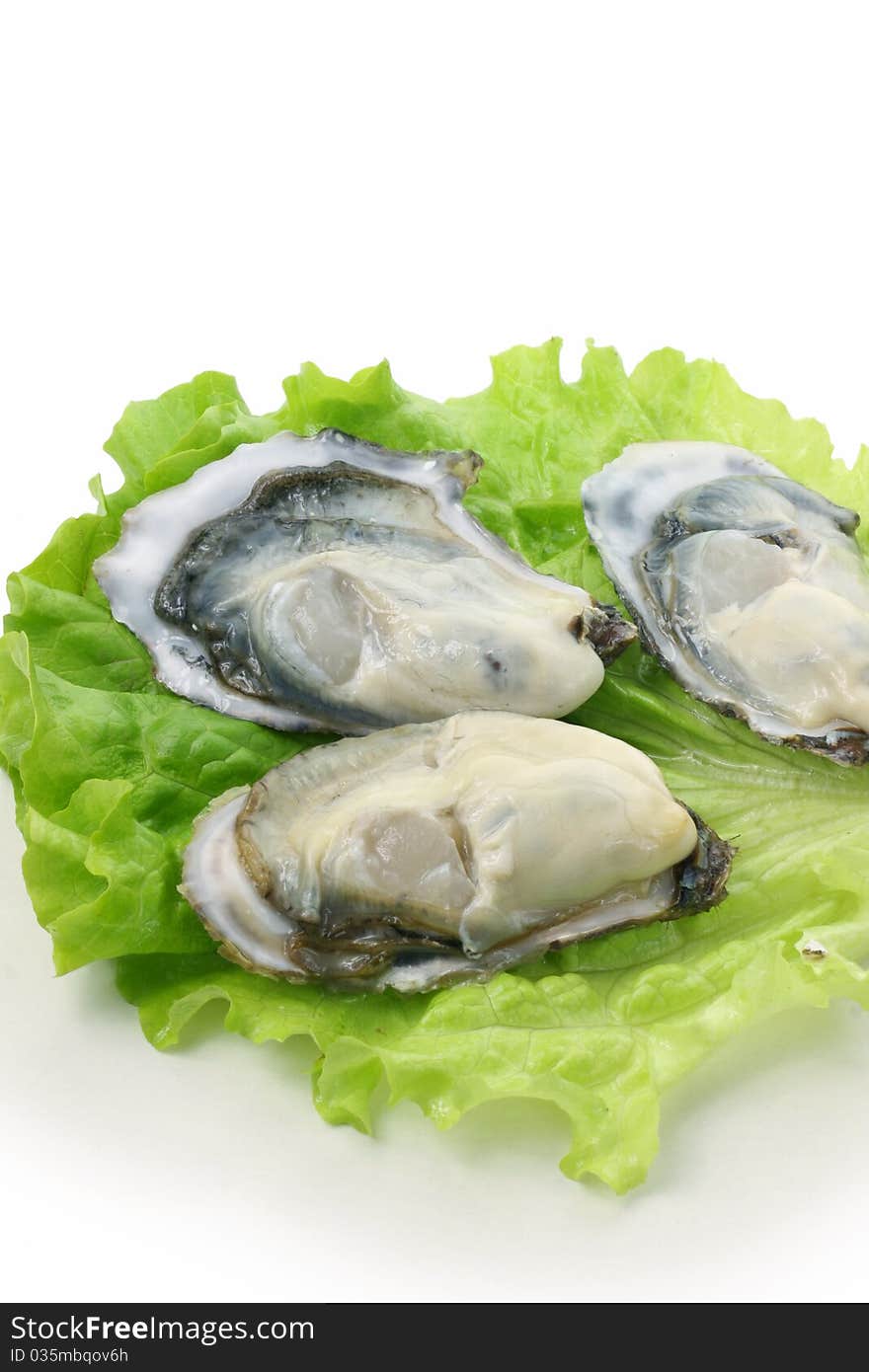 Oysters on the green leaves