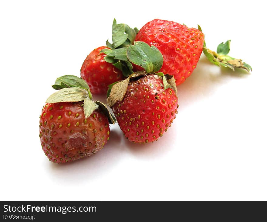 Some weathered and spoiled strawberries due to over ripening. Some weathered and spoiled strawberries due to over ripening.