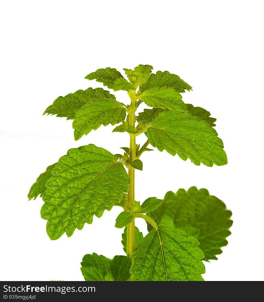 Fresh Mint Leaves, Isolated