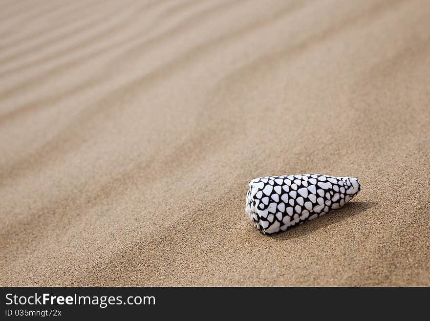 Beautiful shells over the sand.