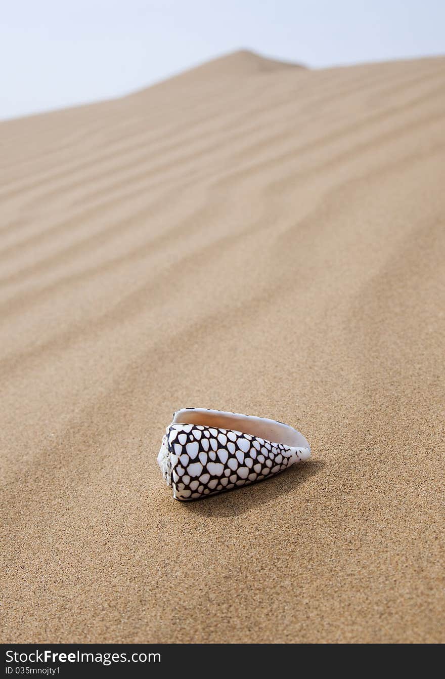 Beautiful shells over the sand.