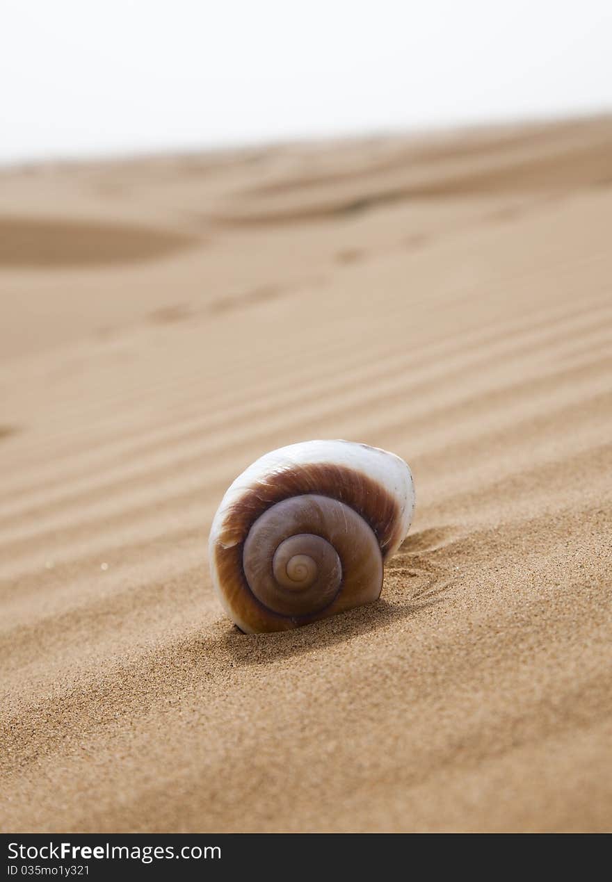 Beautiful shells over the sand.