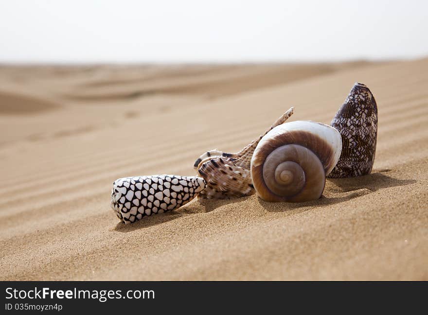 Beautiful shells