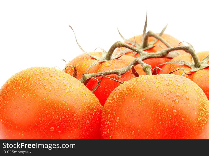 Tomatoes covered with dew