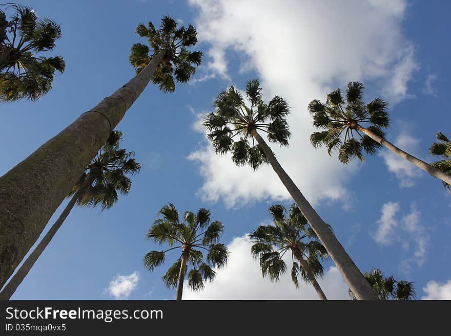 Palm trees