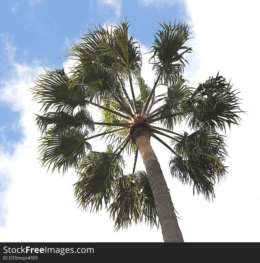 Palm tree