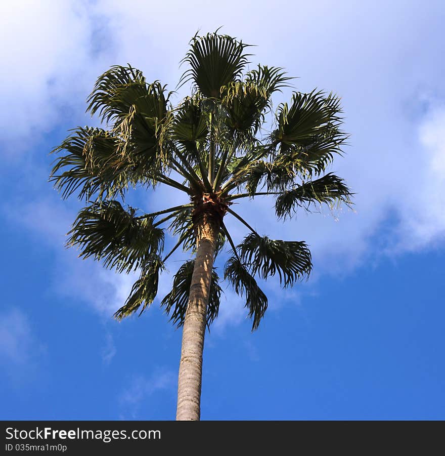 Palm tree