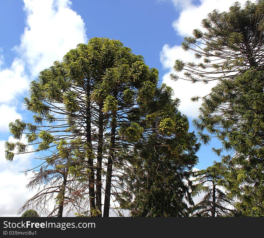 The sky, clouds, plants, trees, branches, greens