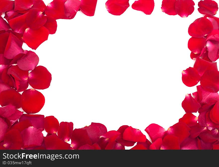 Red rose petals on white background