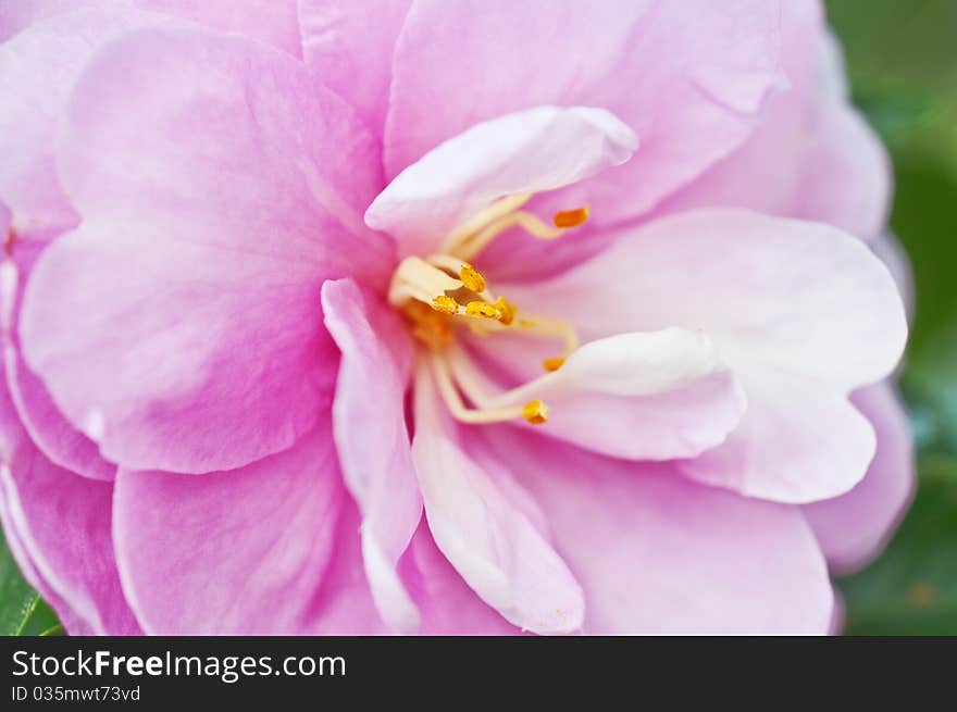 One pink flower in the garden. One pink flower in the garden