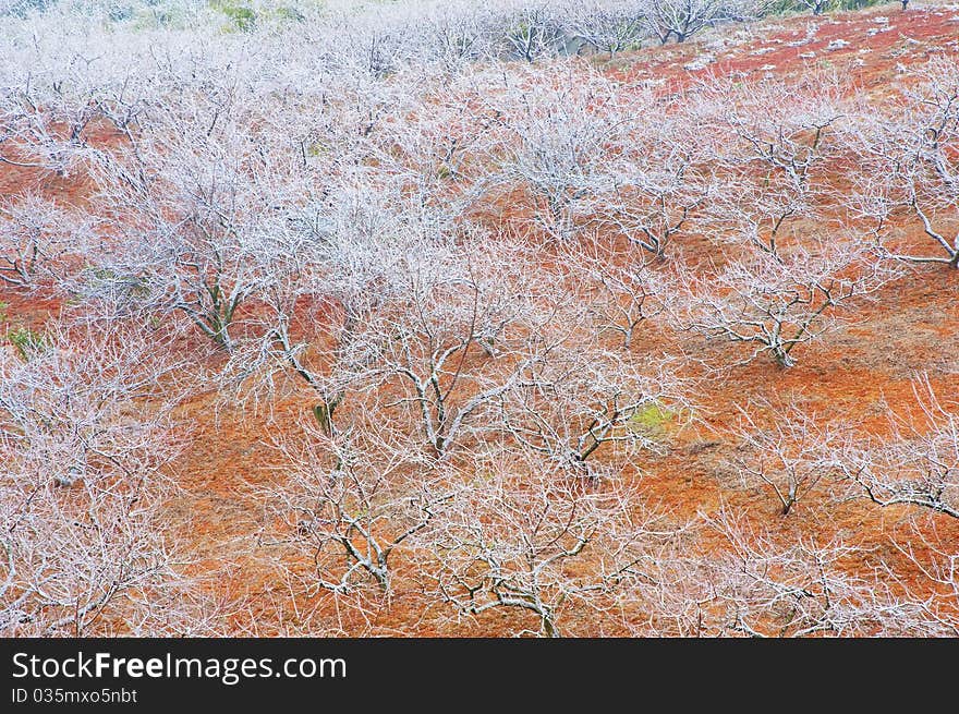 The  snow  on    trees  in the  winter