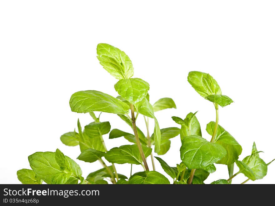 Green plant on white background