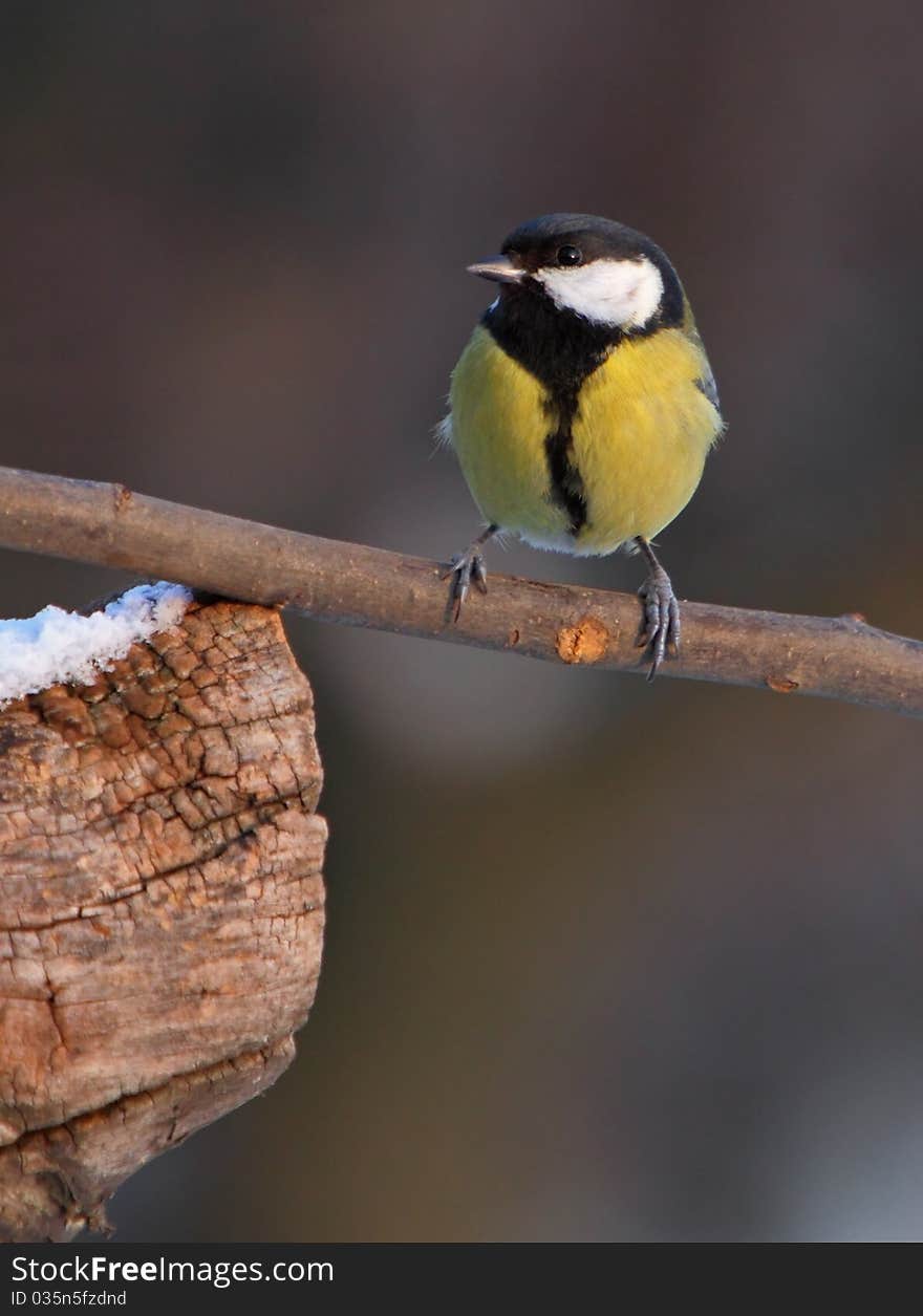 Big tit sitting on tree