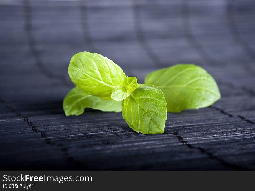 Green plant on black background