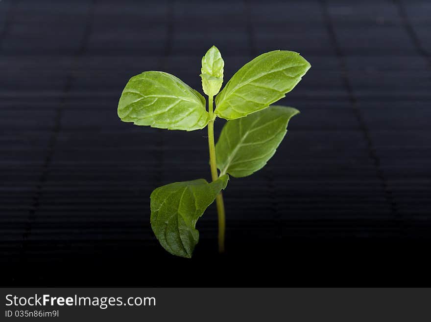 Green plant on black background