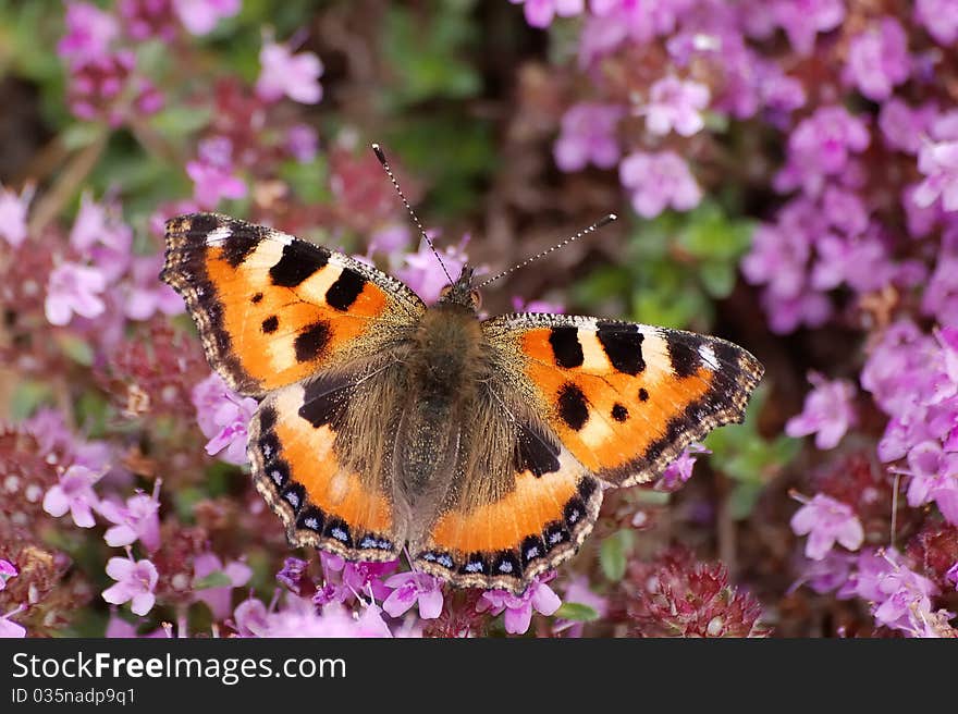 Small tortoiseshell on heather