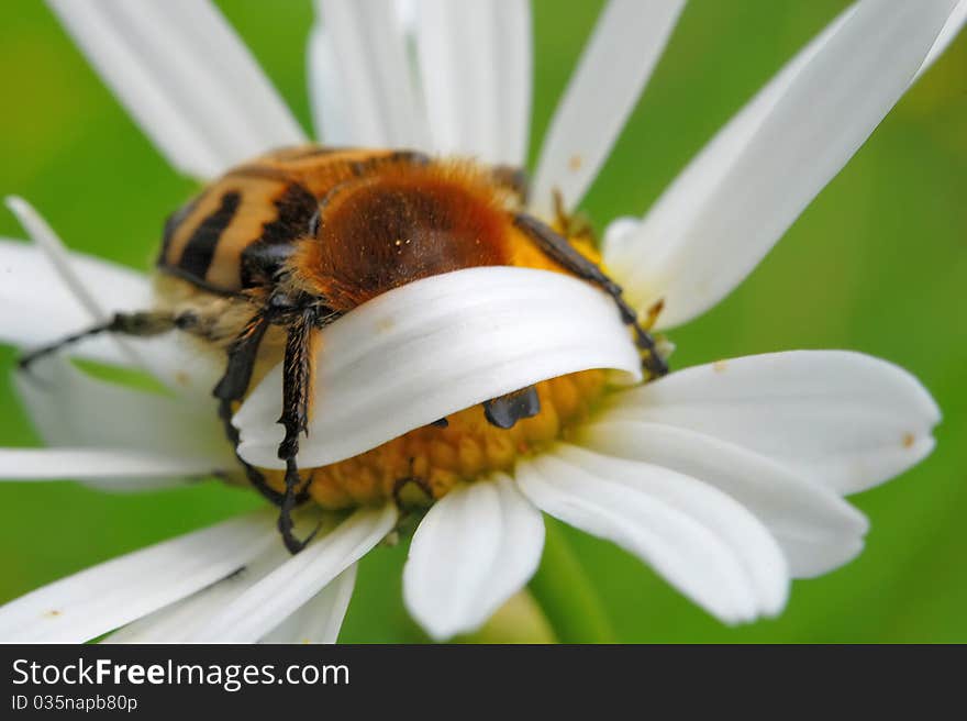 A shamefaced bee beetle on daisy flower