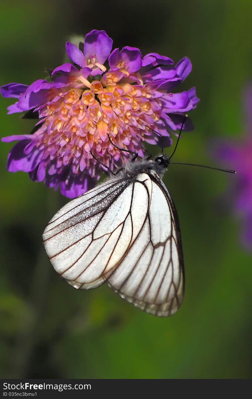 Black-veined white