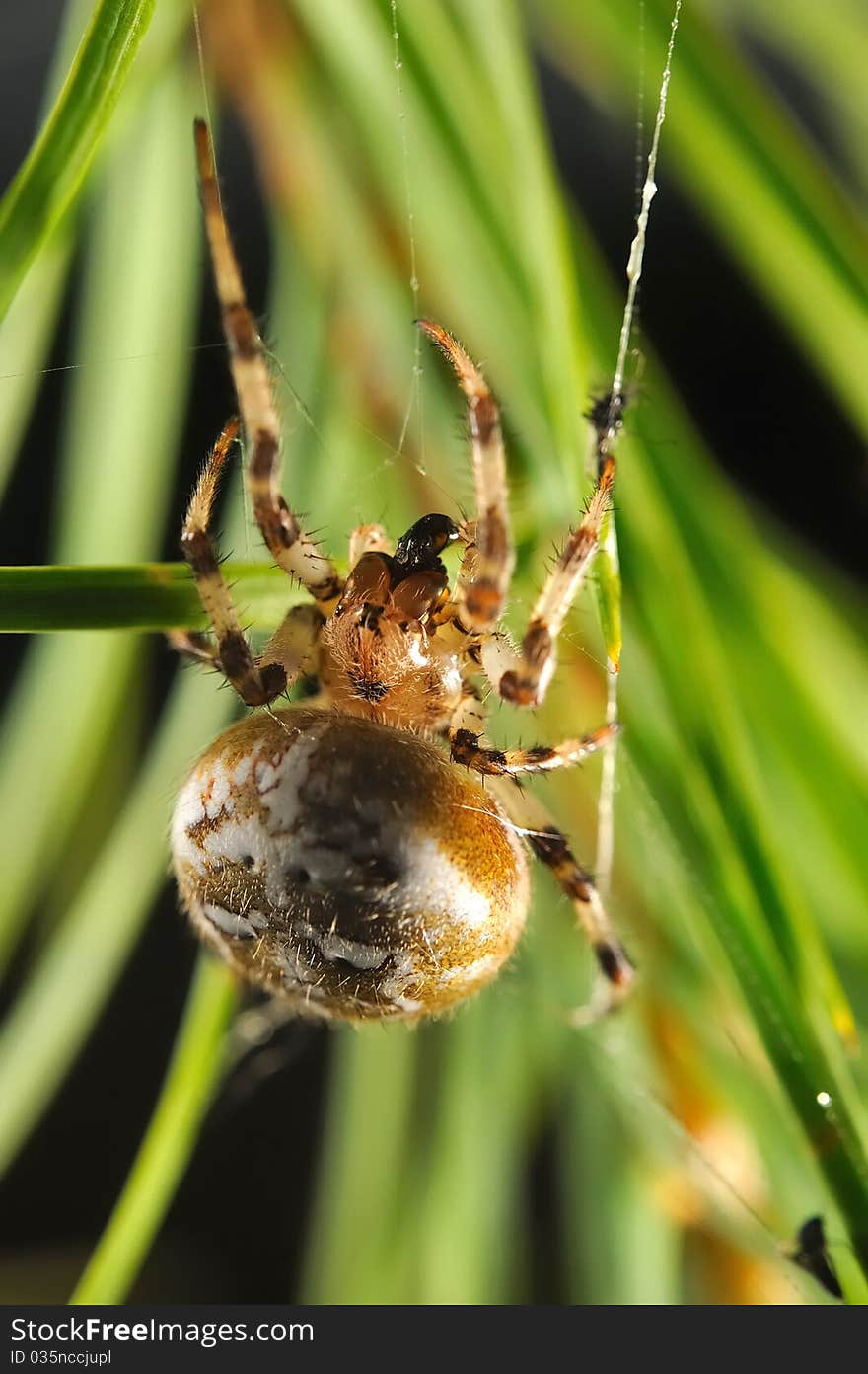 European garden spider (Araneus diadematus)