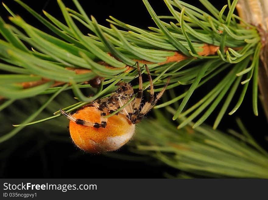 European garden spider (Araneus diadematus)