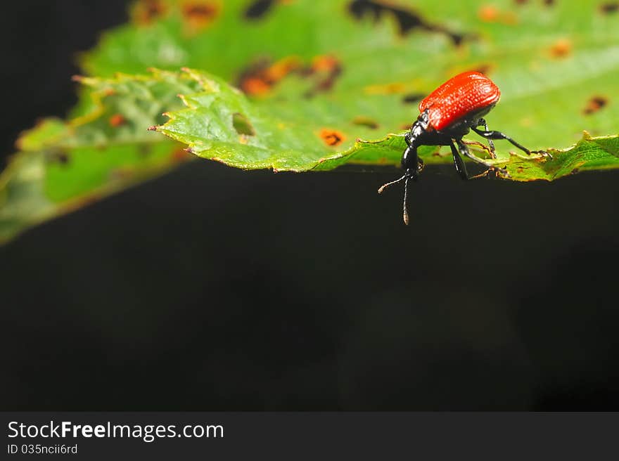 Hazel leaf-roller weevil