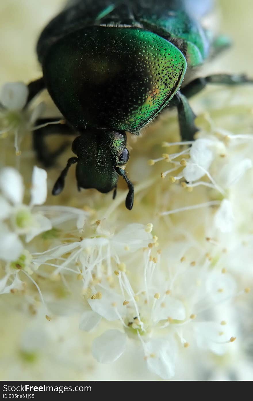 Rose chafer (Cetonia aurata) on filipendula flowers