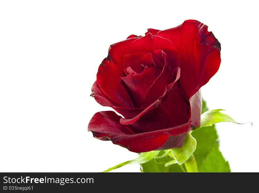 Red rose on white background with green leaves isolated