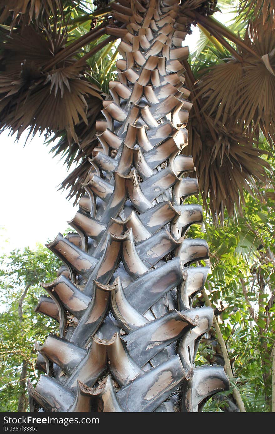 Palm tree is not only beautiful but also weird.