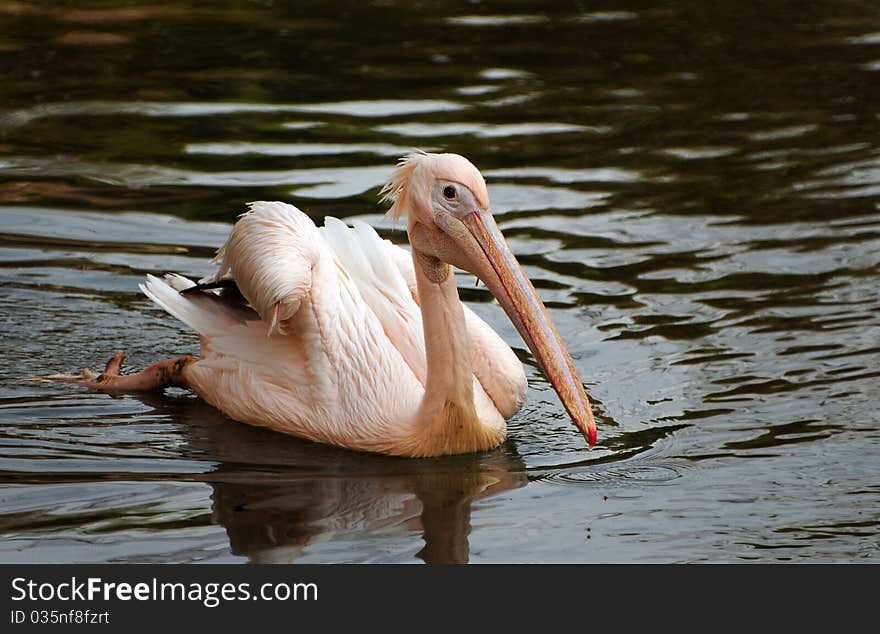 Portrait of a beautiful Rosy Pelican swimming in a lake