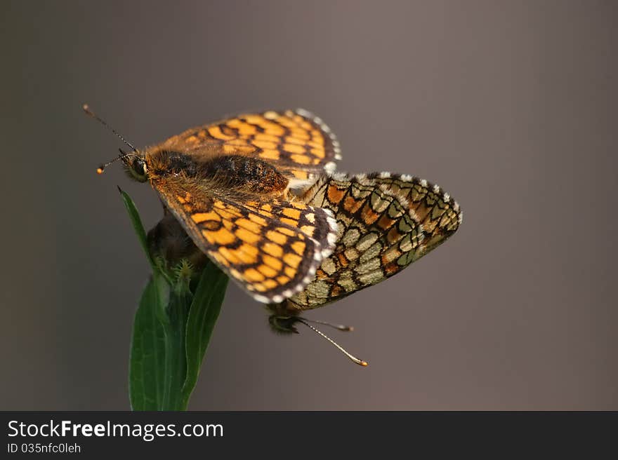 Small Pearl-bordered Fritillary