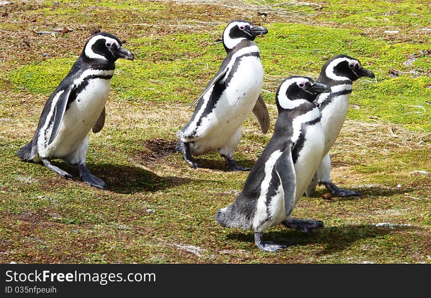 Scenes from a penguin colony in the southern hemisphere. Scenes from a penguin colony in the southern hemisphere