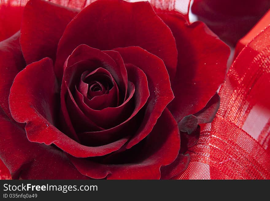 Red roses isolated on white background with red ribbons around it. Red roses isolated on white background with red ribbons around it.