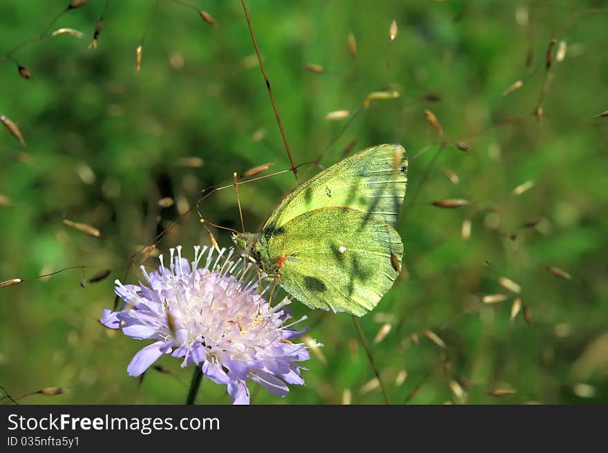 Moorland Clouded Yellow