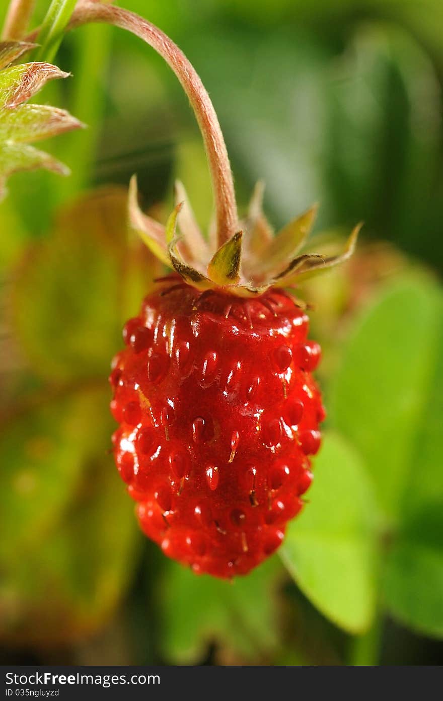 Strawberry (Fragaria vesca) in forest