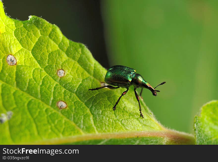 Poplar leaf-roller