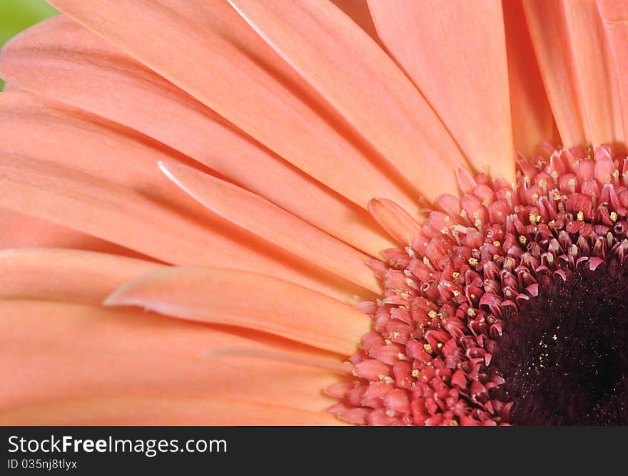 Pink gerbera flower close up , micro shot