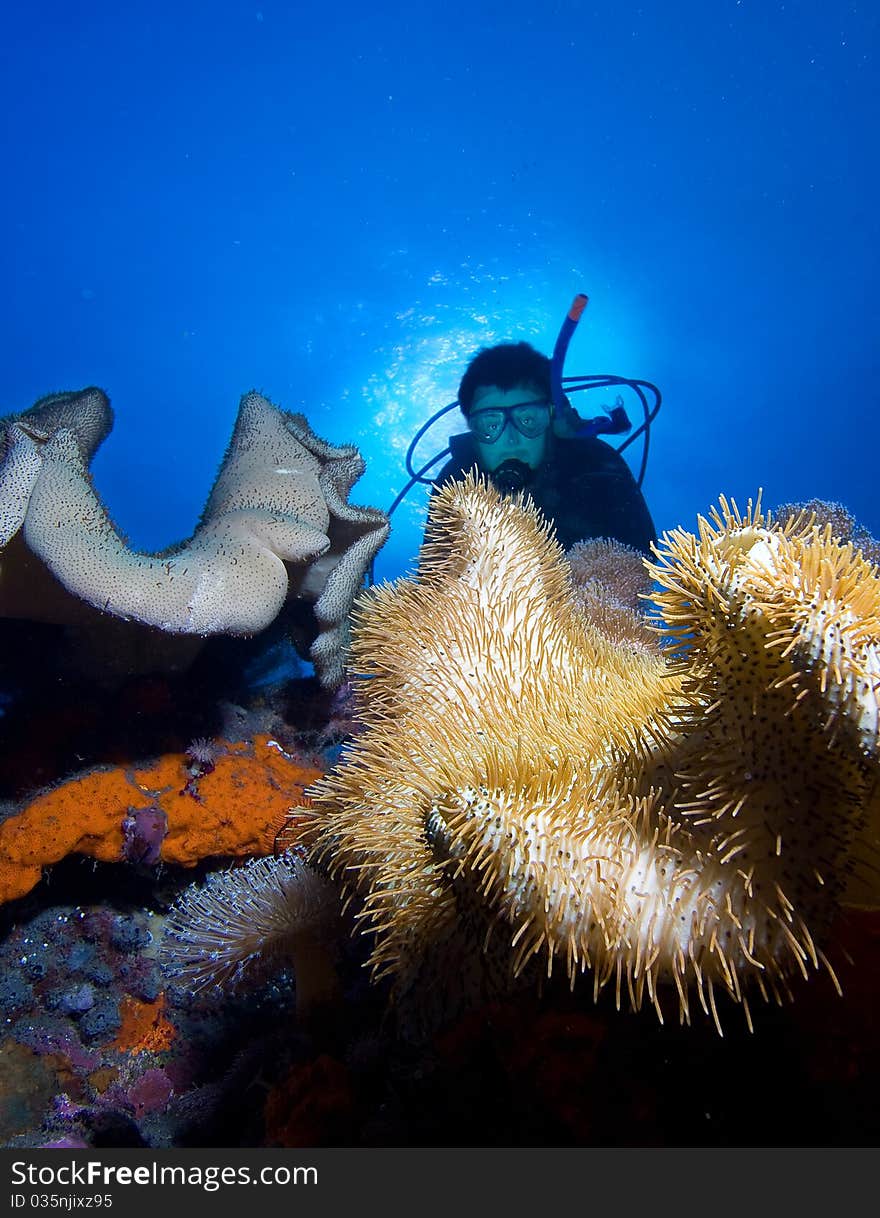 Diver by coral reef, indonesia