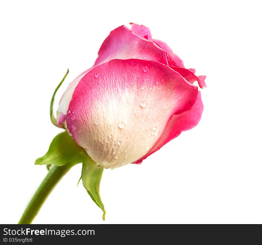 Single rose on a white background