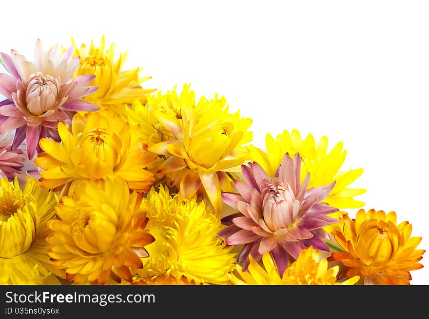 Dried Strawflowers