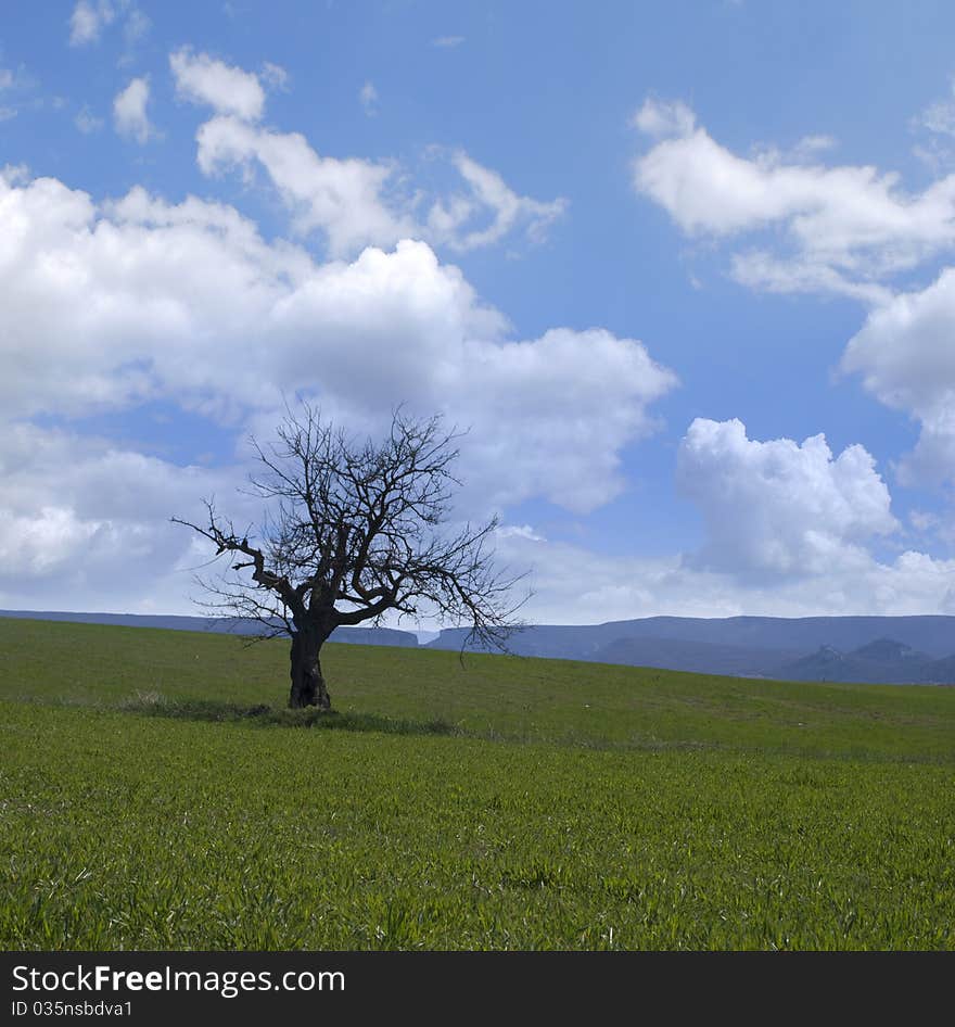 Green fields