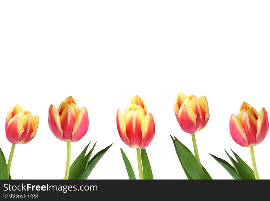 Five pretty tulips in a row on white