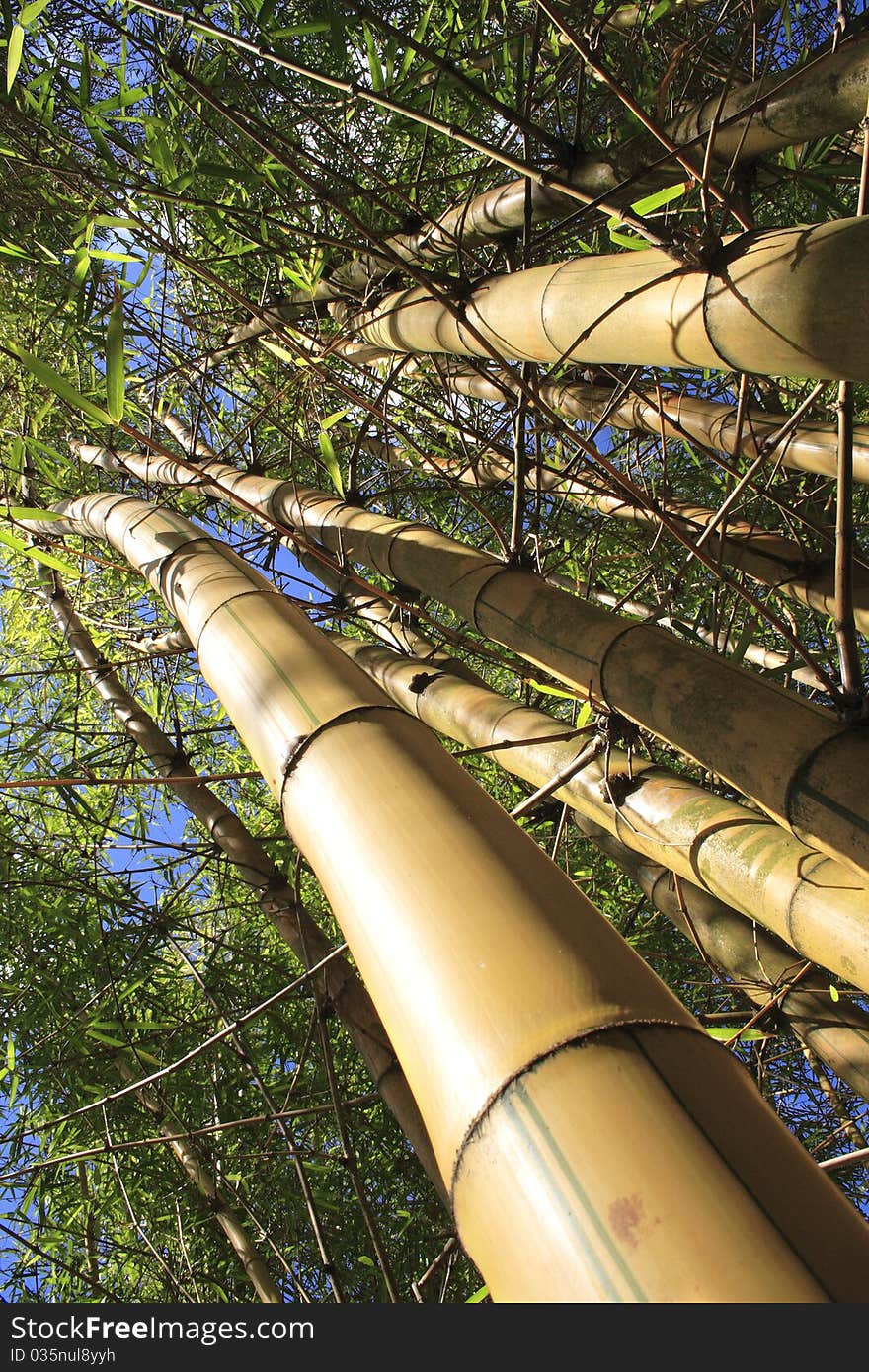 Upward shot of yellow bamboo stems and green leaves against the sky. Upward shot of yellow bamboo stems and green leaves against the sky